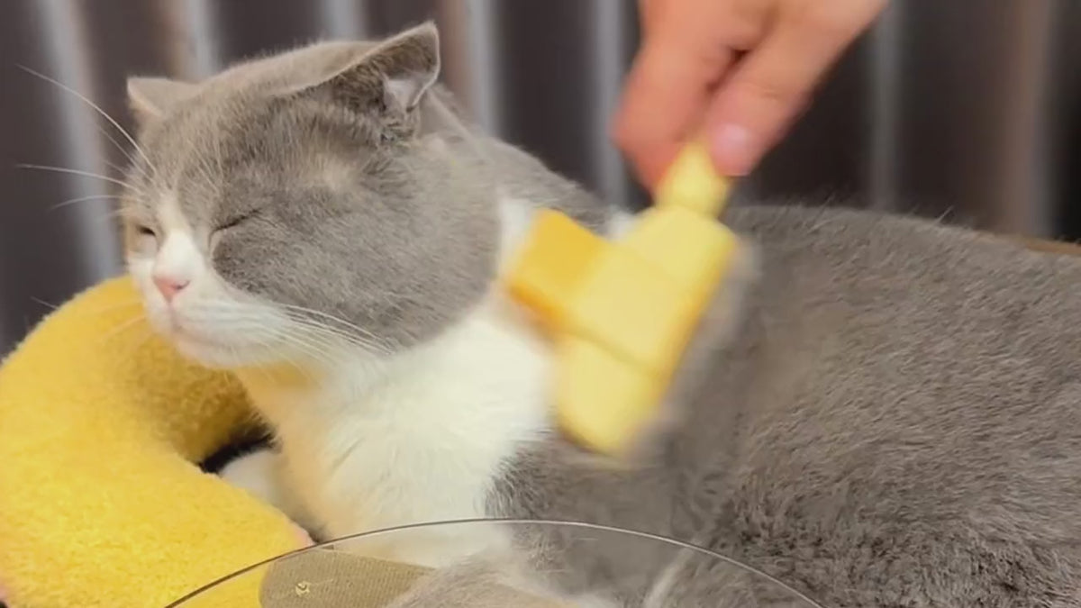 Eyes closed, purring – and the loose fur lands in the brush